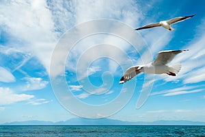 Beautiful beach at Chalkidiki peninsula photo