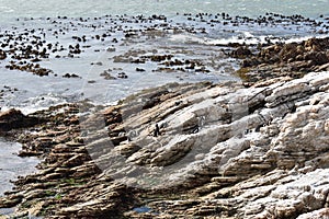 Beautiful beach at cliff walk in Hermanus in South Africa