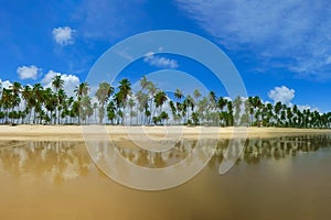 Beautiful beach with coconut plantation located in the city of cabo de santo agostinho - Brazil