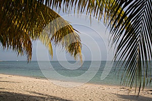 Beautiful beach and coconut tree.