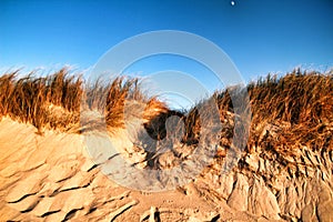 Beautiful beach with dunes and bushes in Aveiro photo