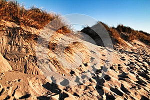 Beautiful beach with dunes and bushes in Aveiro photo