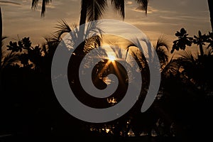 Beautiful beach dusk sene with palms silhouette