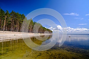A beautiful beach in Estonia, Kihnu island. Beautiful nature of the island. Pine trees on the shore of the island photo