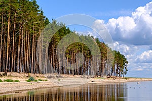 A beautiful beach in Estonia, Kihnu island. Beautiful nature of the island. Pine trees on the shore of the island photo