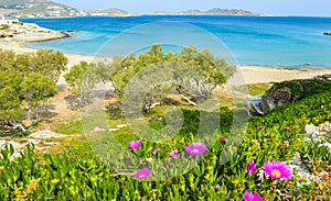 Beautiful beach with flower blossoms by Aegean sea
