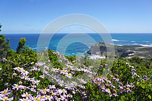 Beautiful beach flower and plants with rocks in Cape town, South