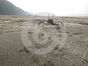 Beautiful beach and lovely animals