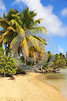 Beautiful beach in Marie Galante island, Guadeloupe, Caribbean Islands