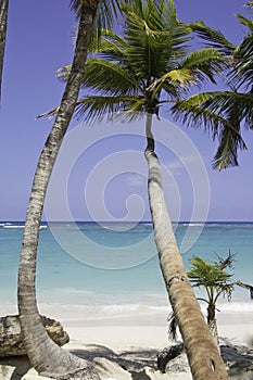 Beautiful beach with palm tree