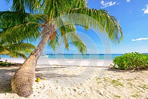 Beautiful beach with palm tree