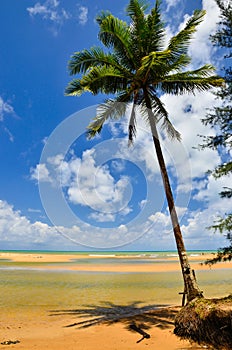 Beautiful beach with palm tree and blue sky