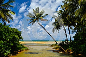 Beautiful beach with palm tree and blue sky