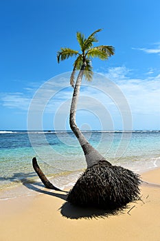 Beautiful beach with palm tree, fine sand, turquoise clear ocean, Caribbean Sea