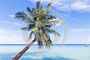 Beautiful beach with palm tree over the sea. Thailand, Koh Tao