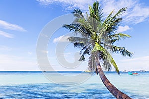 Beautiful beach with palm tree over the sea. Thailand, Koh Tao