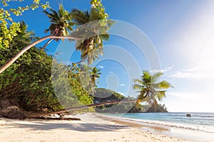 Beautiful beach with palm tree at Seychelles.