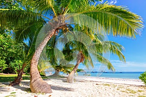 Beautiful beach with palm tree at Seychelles.