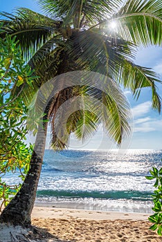 Beautiful beach with palm trees