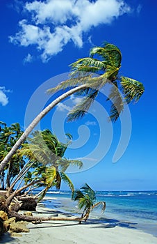 Krásny pláž palma stromy 