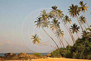 Beautiful beach with palm trees and boulders on the tropical island of Sri Lanka.