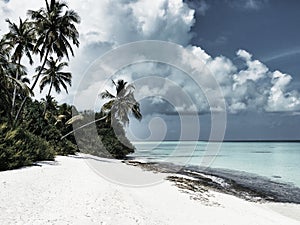 Beach with palm trees - Kuramathi Maldives photo