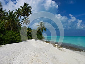 Beach with palm trees - Kuramathi Maldives photo