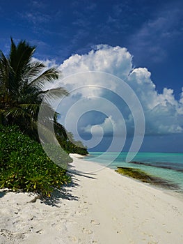 Beach with palm trees - Kuramathi Maldives photo