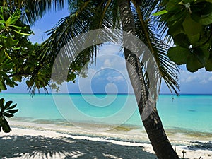 Beach with palm trees - Kuramathi Maldives photo