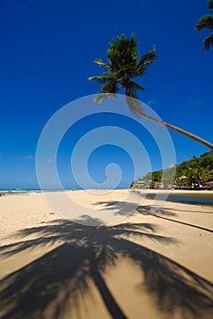 Beautiful beach at Praia da Pipa Brazil photo