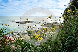 A beautiful beach scene with a large body of water and a rocky shoreline. The beach is covered in yellow flowers and green grass
