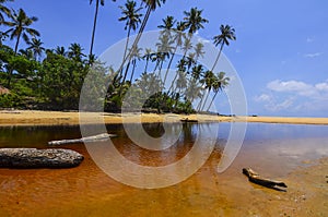 Beautiful beach scenic with coconut tree anf blue sky