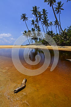 Beautiful beach scenic with coconut tree and blue sky.