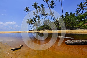 Beautiful beach scenic with coconut tree and blue sky.