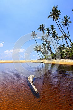 Beautiful beach scenic with coconut tree and blue sky.