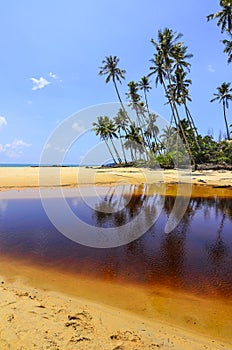 Beautiful beach scenic with coconut tree and blue sky.
