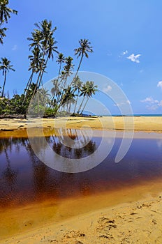 Beautiful beach scenic with coconut tree and blue sky