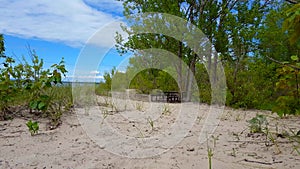 Beautiful Beach Shore With Lush Green Trees During Summer Day.  Sand Shoreline With Scenic Green Nature
