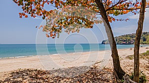 Beautiful beach view of Koh Lanta with yellow trees in the dry season.