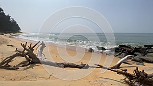 Beautiful beach with waves tides touching coast and a lonely dry tree