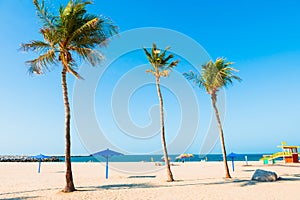 Beautiful beach with white sand and palms in Dybai, United Arab Emirates
