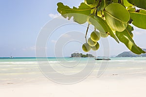 Hermoso Playa blanco arena a un árbol 