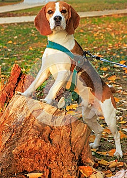 Beautiful beagle dog in autumn scene into the park