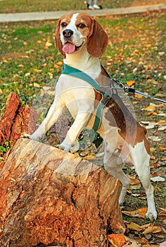Beautiful beagle dog in autumn scene into the park