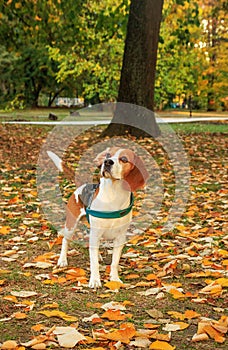 Beautiful beagle dog in autumn scene into the park