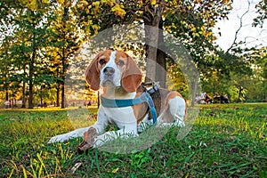 Beautiful beagle dog in autumn scene into the park