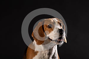 Beautiful beagle dog on a black background