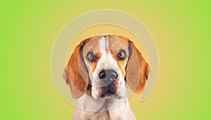 Beautiful beagle dog headshoot  on green background