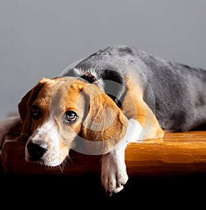 beautiful beagle dog isolated on white