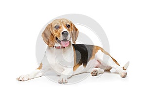 Beautiful beagle dog isolated on white